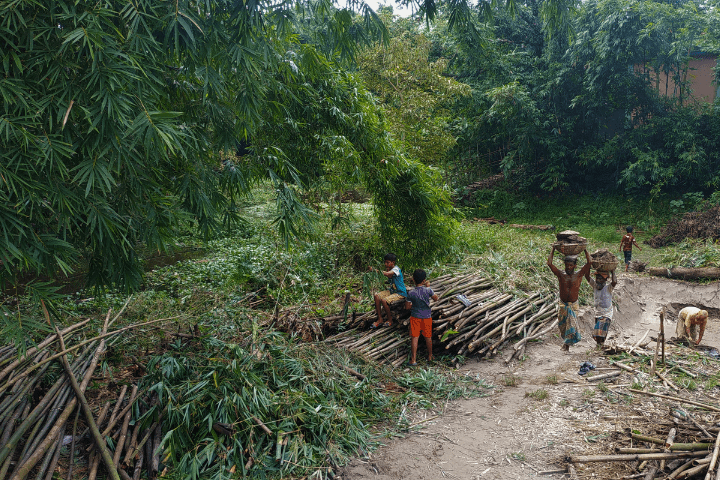 Clearing Forest